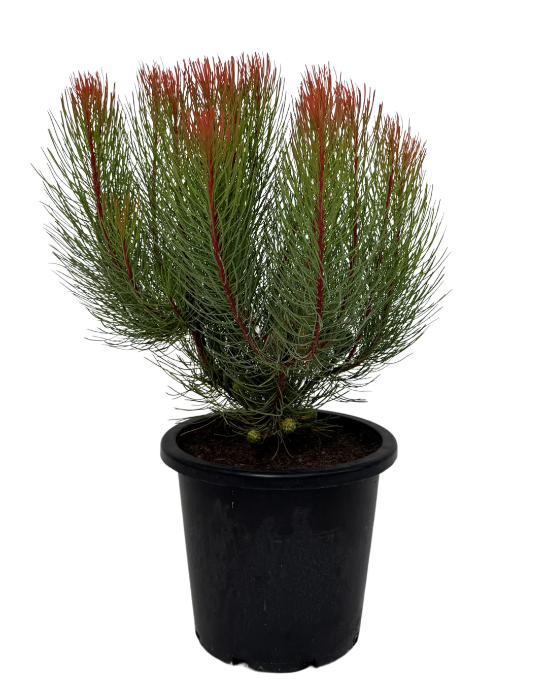 All Plants