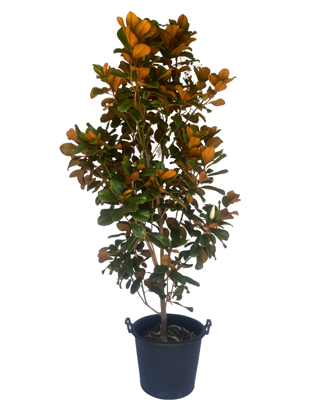 Trees
